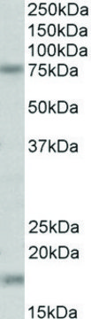 Anti-TGM7 antibody produced in goat affinity isolated antibody, buffered aqueous solution