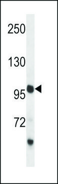 ANTI-PCDH18(C-TERMINAL) antibody produced in rabbit affinity isolated antibody, buffered aqueous solution