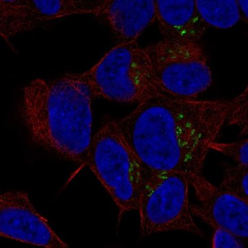 Anti-ST8SIA3 antibody produced in rabbit Prestige Antibodies&#174; Powered by Atlas Antibodies, affinity isolated antibody