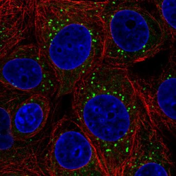 抗-FAF2 兔抗 Prestige Antibodies&#174; Powered by Atlas Antibodies, affinity isolated antibody