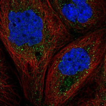 Anti-GAB1 antibody produced in rabbit Prestige Antibodies&#174; Powered by Atlas Antibodies, affinity isolated antibody