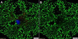 Anti-Oligodendrocytes Antibody, clone CE-1