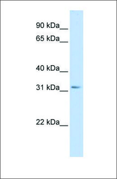 Anti-SCGN (ab1) antibody produced in rabbit affinity isolated antibody