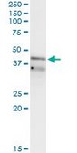 Monoclonal Anti-RFC3 antibody produced in mouse clone 1C6, purified immunoglobulin, buffered aqueous solution