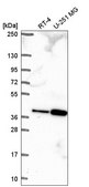 Anti-TPGS2 antibody produced in rabbit Prestige Antibodies® Powered by Atlas Antibodies, affinity isolated antibody