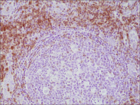 Anti-CD3E antibody, Rabbit monoclonal recombinant, expressed in HEK 293 cells, clone RM344, purified immunoglobulin