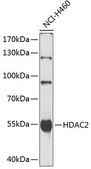 Anti-HDAC2 antibody produced in rabbit