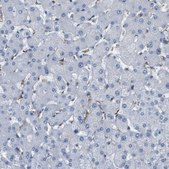 Anti-FCGRT antibody produced in rabbit Prestige Antibodies® Powered by Atlas Antibodies, affinity isolated antibody, buffered aqueous glycerol solution