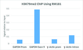 Anti-Dimethyl Histone H3 (Lys79) antibody, Rabbit monoclonal recombinant, expressed in HEK 293 cells, clone RM181, purified immunoglobulin