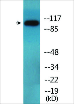 Anti-phospho-DDR1 (pTyr513) antibody produced in rabbit affinity isolated antibody