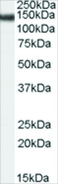 Anti-STAG2 antibody produced in goat affinity isolated antibody, buffered aqueous solution