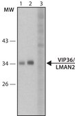 Anti-VIP36/ LMAN2 antibody produced in rabbit ~1.0 mg/mL, affinity isolated antibody