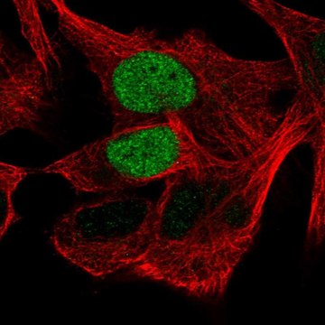 Anti-POU3F1 antibody produced in rabbit Prestige Antibodies&#174; Powered by Atlas Antibodies, affinity isolated antibody