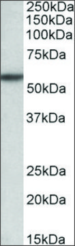 Anti-TGFBR1 antibody produced in goat affinity isolated antibody, buffered aqueous solution