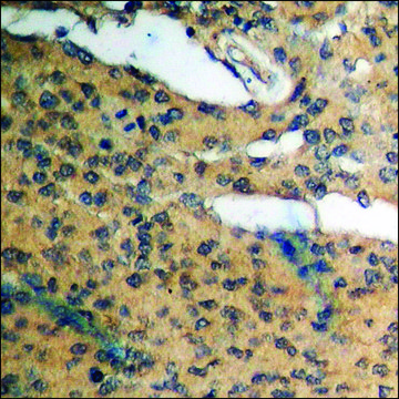 Anti-phospho-Cyclin D1 (pThr286) antibody produced in rabbit affinity isolated antibody