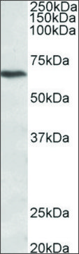 Anti-CACNB2 (C-terminal) antibody produced in goat affinity isolated antibody, buffered aqueous solution