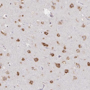 Anti-NOMO1 antibody produced in rabbit Prestige Antibodies&#174; Powered by Atlas Antibodies, affinity isolated antibody, buffered aqueous glycerol solution