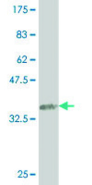 ANTI-SMAD4 antibody produced in mouse clone 1G9, purified immunoglobulin, buffered aqueous solution