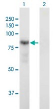 Anti-DTNA antibody produced in mouse purified immunoglobulin, buffered aqueous solution