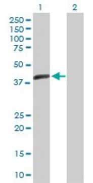 Anti-ACTL7B antibody produced in mouse purified immunoglobulin, buffered aqueous solution