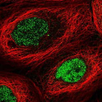 Anti-N6AMT1 antibody produced in rabbit Prestige Antibodies&#174; Powered by Atlas Antibodies, affinity isolated antibody