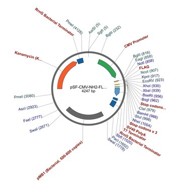 PSF-CMV-NH2-FLAG&#174;-EKT-NCOI - N-TERMINAL FLAG&#174; TAG PLASMID plasmid vector for molecular cloning