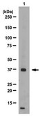 Anti-PRDM12 Antibody from rabbit, purified by affinity chromatography