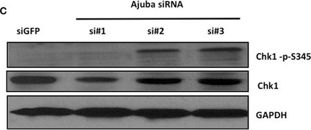 Anti-Chk1 antibody, Mouse monoclonal ~2&#160;mg/mL, clone DCS-310, purified from hybridoma cell culture