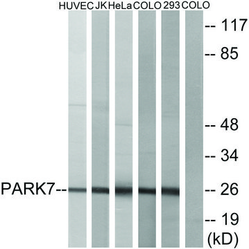 Anti-PARK7 antibody produced in rabbit affinity isolated antibody