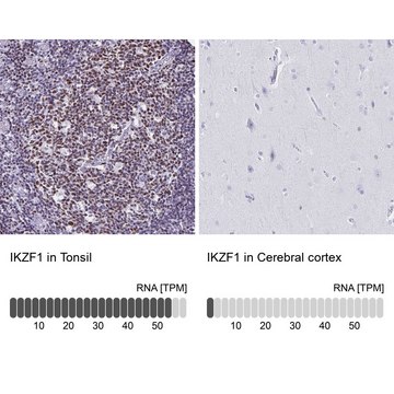 Anti-IKZF1 antibody produced in rabbit Prestige Antibodies&#174; Powered by Atlas Antibodies, affinity isolated antibody, buffered aqueous glycerol solution