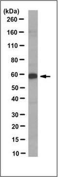 Anti-MUTYH Antibody, clone 12D5.1 clone 12D5.1, from mouse