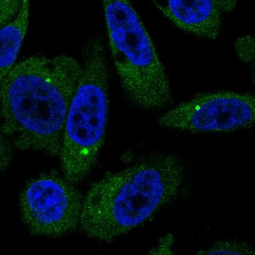 Anti-BMT2 antibody produced in rabbit Prestige Antibodies&#174; Powered by Atlas Antibodies, affinity isolated antibody