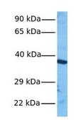 Anti-IDH3A antibody produced in rabbit IgG fraction of antiserum