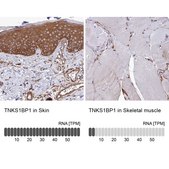 Anti-TNKS1BP1 antibody produced in rabbit Prestige Antibodies® Powered by Atlas Antibodies, affinity isolated antibody, buffered aqueous glycerol solution