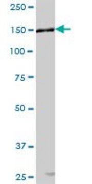 Anti-AP3B1 antibody produced in mouse purified immunoglobulin, buffered aqueous solution