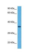 Anti-SLC25A32 affinity isolated antibody