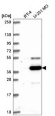 Anti-ATG4A antibody produced in rabbit Prestige Antibodies® Powered by Atlas Antibodies, affinity isolated antibody