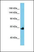 Anti-KL antibody produced in rabbit affinity isolated antibody