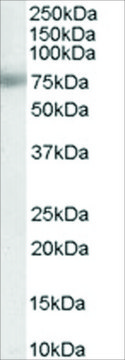 Anti-MTA1 antibody produced in goat affinity isolated antibody, buffered aqueous solution