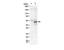 Anti-Cas9 (Rabbit Polyclonal) serum, from rabbit