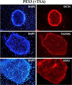 Anti-Oct-4 Antibody Chemicon&#174;, from rabbit