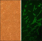 Canine Skeletal Muscle Cells: CnSkMC (Cryovial)