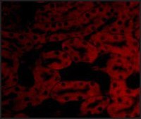 Anti-BFL-1 (ab1) antibody produced in rabbit affinity isolated antibody, buffered aqueous solution