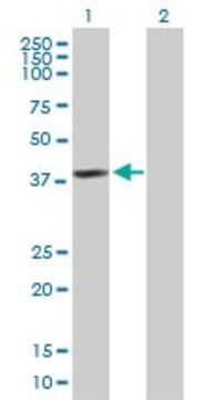 Anti-HDAC11 antibody produced in mouse purified immunoglobulin, buffered aqueous solution