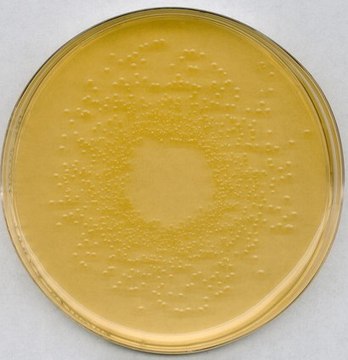 Nutrient agar acc. TrinkwV (DEV nutrient agar)