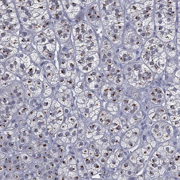 Anti-Casd1 Antibody Produced In Rabbit Prestige Antibodies&#174; Powered by Atlas Antibodies, affinity isolated antibody, buffered aqueous glycerol solution