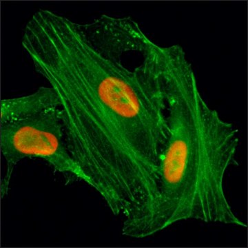 Anti-Acetyl-Histone H4 (Lys8) antibody, Rabbit monoclonal recombinant, expressed in HEK 293 cells, clone RM201, purified immunoglobulin