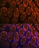 Anti-Galectin 4/LGALS4 antibody produced in rabbit