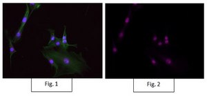 Anti-RNA polymerase II Antibody, clone CTD4H8, Alexa Fluor™ 647 Conjugate clone CTD4H8, from mouse, ALEXA FLUOR™ 647
