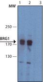 Monoclonal Anti-Brg1 antibody produced in rat clone 3G4, purified from hybridoma cell culture